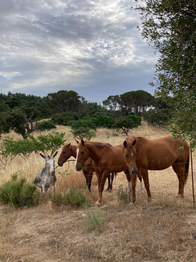 Agriturismo Is Conchisceddas Gonnosfanàdiga 외부 사진