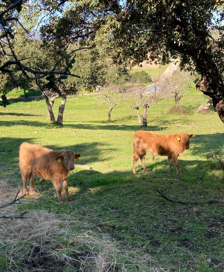 Agriturismo Is Conchisceddas Gonnosfanàdiga 외부 사진