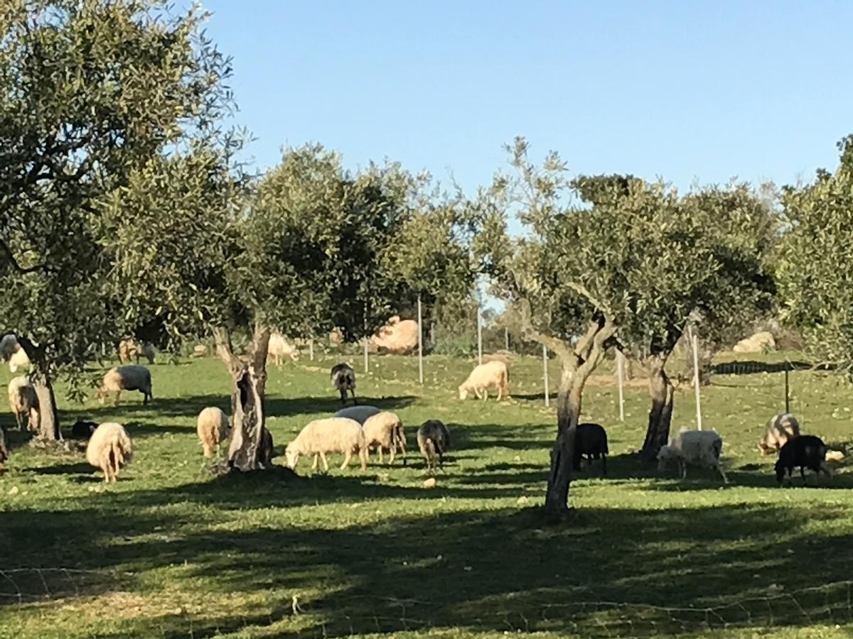 Agriturismo Is Conchisceddas Gonnosfanàdiga 외부 사진