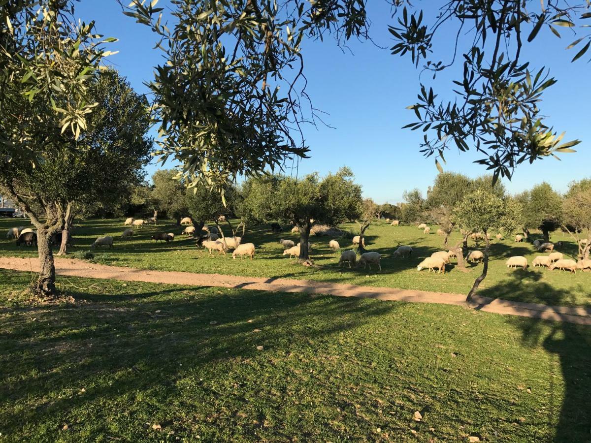 Agriturismo Is Conchisceddas Gonnosfanàdiga 외부 사진